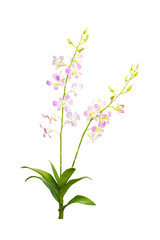 flower plant isolated with clipping path