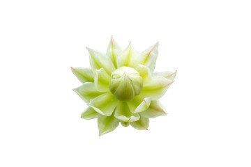 flower plant isolated with clipping path