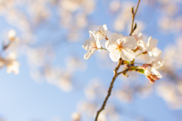青空と桜と枝