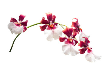 flower plant isolated with clipping path © sakdam