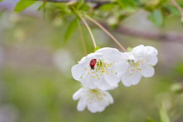 white flowers of cherry