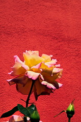 Gelbe Rose vor roter Wand