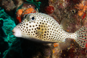 Spotted Trunkfish