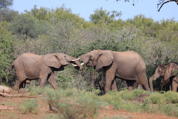 Fototapeta premium Afrikanischer Elefant / African elephant / Loxodonta africana.
