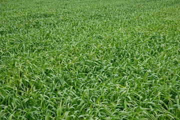 Green wheat field ,young green leaves