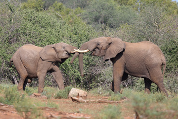 Fototapeta premium Afrikanischer Elefant / African elephant / Loxodonta africana.