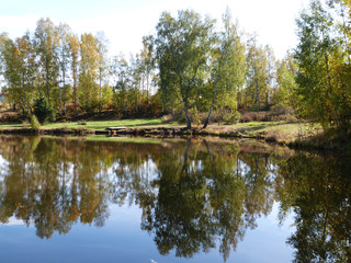 Fototapeta na wymiar Birch grove along calm lake, mirror efect
