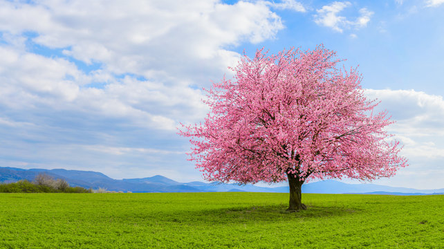 Lonely Japanese cherry sakura with pink flowers in spring time on green meadow.  Blossoming cherry sakura tree on a green field with a blue sky and clouds.
