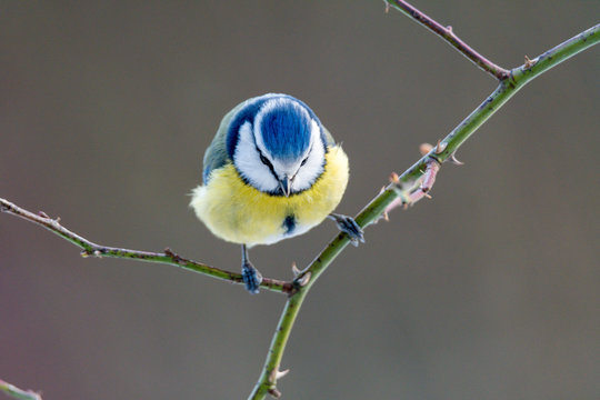 Blaumeise