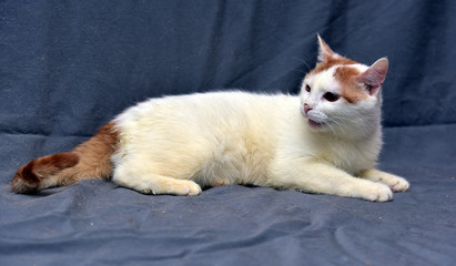 Fototapeta na wymiar white with red ears and tail shorthair cat