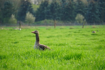Graugans in Wiese