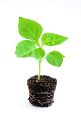 young plant in a pot isolated on white