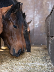 Group of horses feeding