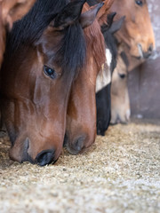 Horses feeding