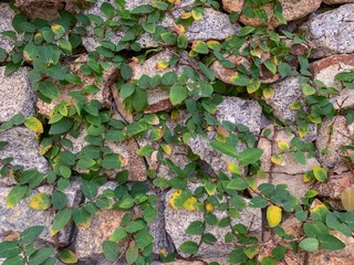 brick wall with plant liana backkground