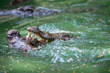 Fototapeta premium Close up of large crocodiles at the crocodile farm in Thailand
