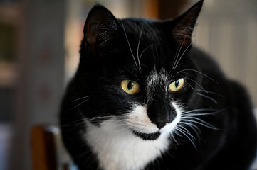 cute black and white cat lying on table
