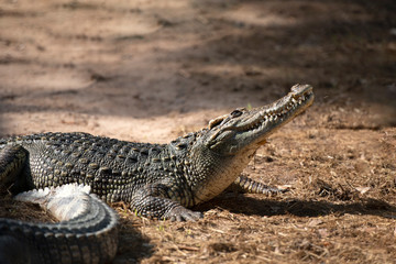 Fototapeta premium Close up of a large crocodile at the crocodile farm in Thailand