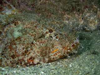 Fototapeta na wymiar California Scorpionfish (Scorpaena guttata)
