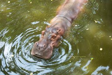 The common hippopotamus in the water.