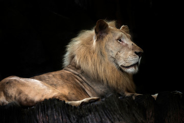 Portrait of a Beautiful lion on black background.