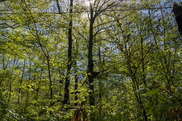 Fototapeta premium Parcours d'Accrobranche en forêt avec personne en action