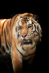 Beautiful tiger - isolated on black background