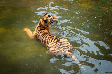 Fototapeta na wymiar Close up 0f Sumatran Tiger in the water