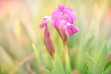 Violet iris flowers grow in spring garden.