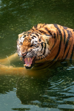 Close Up of Angery Tiger in the water