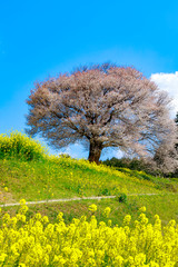 Fototapeta premium 馬場の山桜