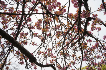KIYOSUMI TEIEN garden in TOKYO,JAPAN. Spring