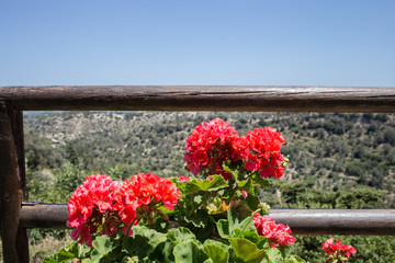 Fototapeta na wymiar red flower on a background of mountains