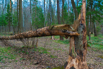 Fallen tree in the forest