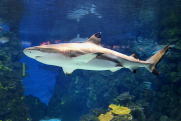 Shark in motion. Close up, macro, aquarium. Underwater coral reef background. Wild nature..