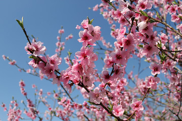 pink cherry blossom flower in spring time over blue sky.