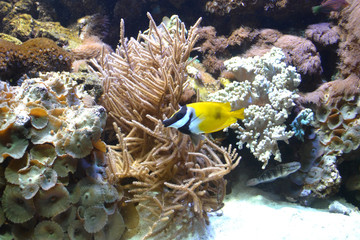 Colored exotic fish under the water. Life in an aquarium. Underwater coral reef background. Оcean wildlife.