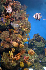 Colored exotic fish under the water. Life in an aquarium. Underwater coral reef background. Оcean wildlife.