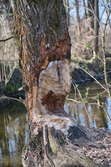 Tree trunk near river gnawed by beavers