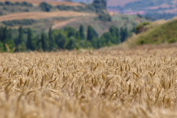 Campo de Trigo