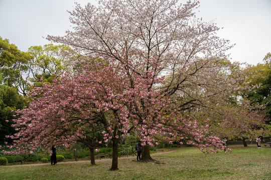 KIYOSUMI TEIEN garden in TOKYO,JAPAN. Spring