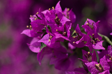 Closeup image of purple bougainvillea flowers