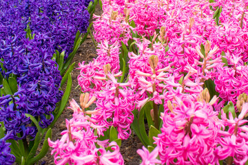 Pink and blue spring hyacinths close-up in Keukenhof park, the Netherlands. Spring flowers for...