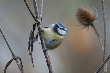Blaumeise