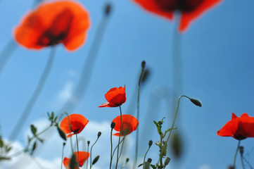 Red poppies and grass against the blue sky