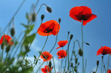 Red poppies and grass against the blue sky