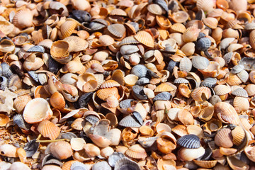 Small seashells in summer on the beach by the sea