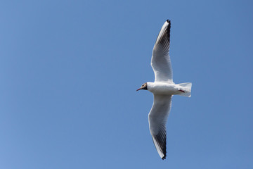 close up of black-headed gull flying in a blue sky