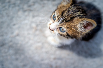 Cute little kitty