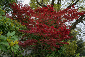 KIYOSUMI TEIEN garden in TOKYO,JAPAN. Spring